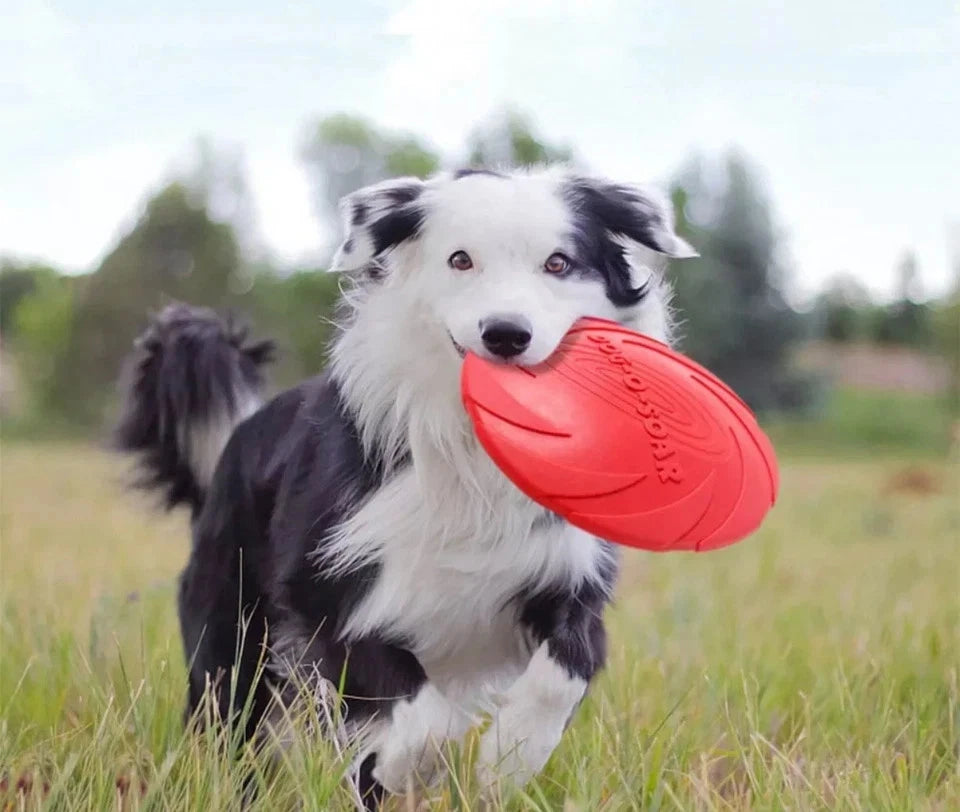 Large Soft Dog Frisbee – Flexible Flying Disc for Fetch, Chewing & Outdoor Play